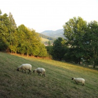 Pastvina v Oznici, v pozadí Klenov II.