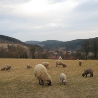 bahnice plemena Cigája s jehňaty v Jarcové, v pozadí Bystřička a kopce nad Růžďkou