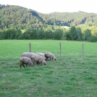 odstavení beránci v samostatné pastvině (Jarcová, květen 2011)